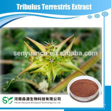 Extracto de Tribulus Terrestris